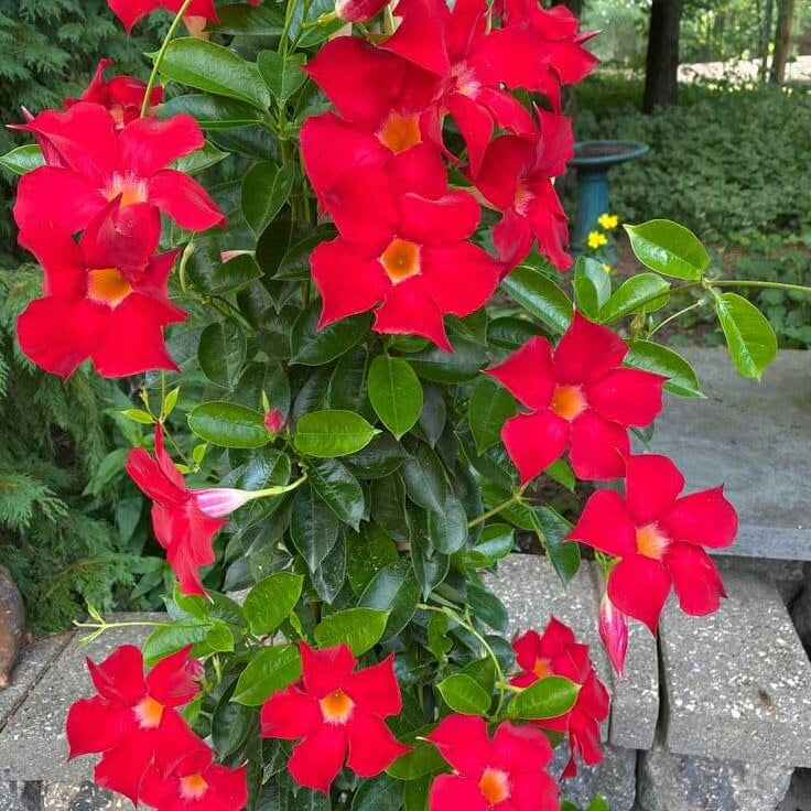 Dwarf Mandevilla Seeds