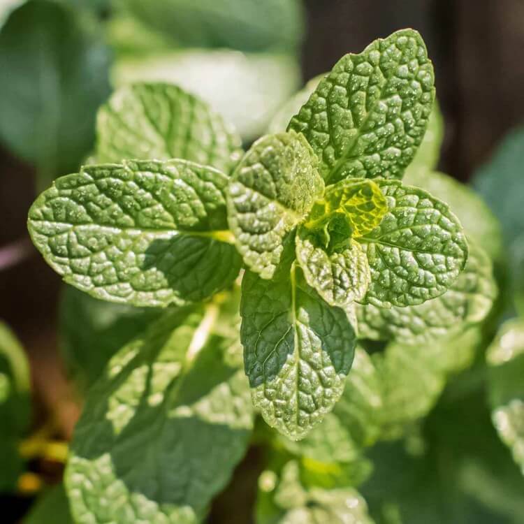 Dwarf Mint Seeds