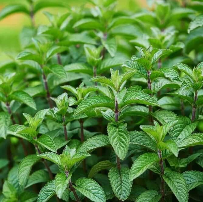 Dwarf Mint Seeds