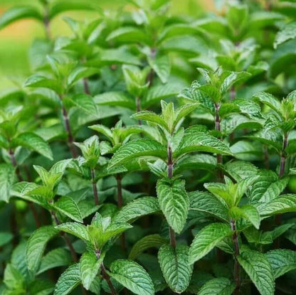 Dwarf Mint Seeds