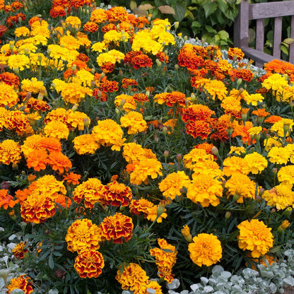 Dwarf Mixed Marigold Seeds