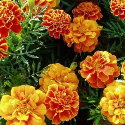 Dwarf Mixed Marigold Seeds