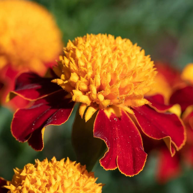 Dwarf Mixed Marigold Seeds