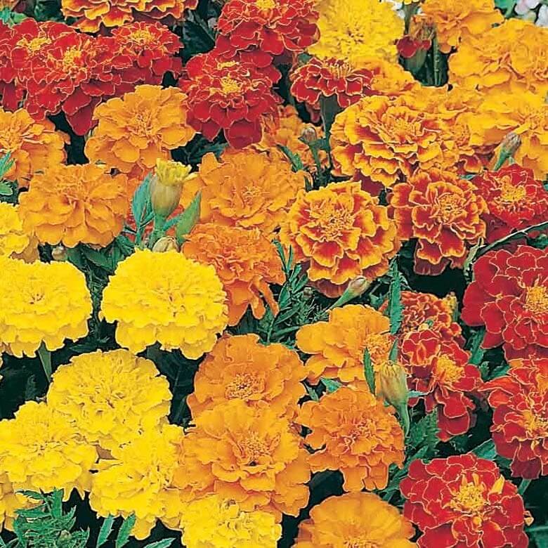 Dwarf Mixed Marigold Seeds