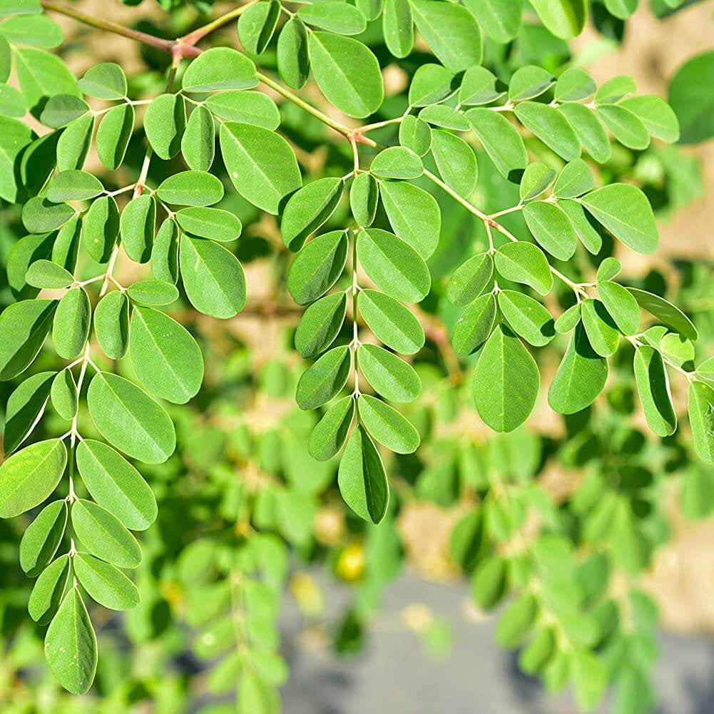 Dwarf Moringa Seeds