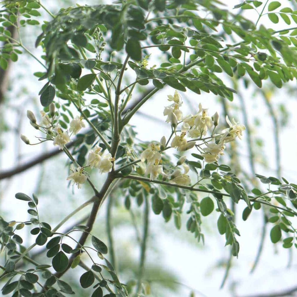 Dwarf Moringa Seeds