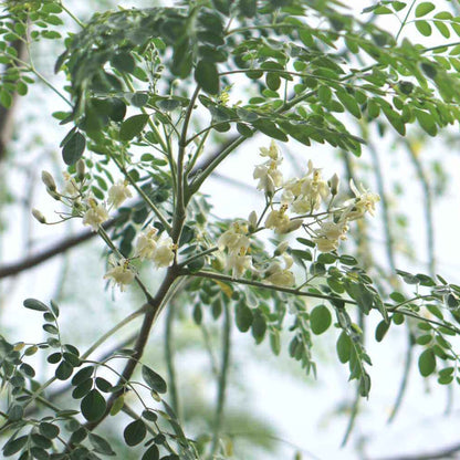 Dwarf Moringa Seeds