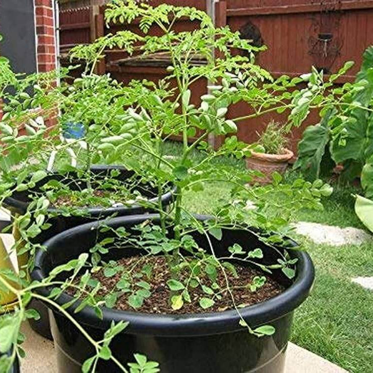 Dwarf Moringa Seeds