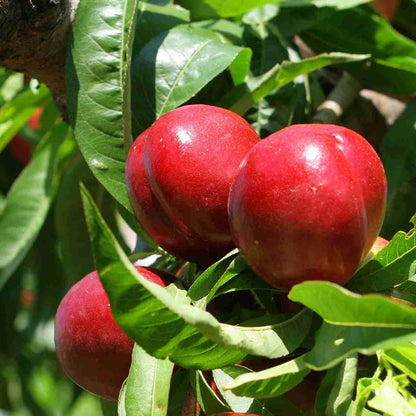 Dwarf Nectarine Seeds - Fruit Plant for Home Gardens
