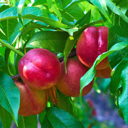 Dwarf Nectarine Seeds - Fruit Plant for Home Gardens