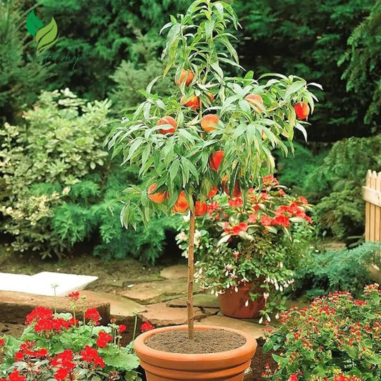 Dwarf Peach Seeds - Fruit Plant