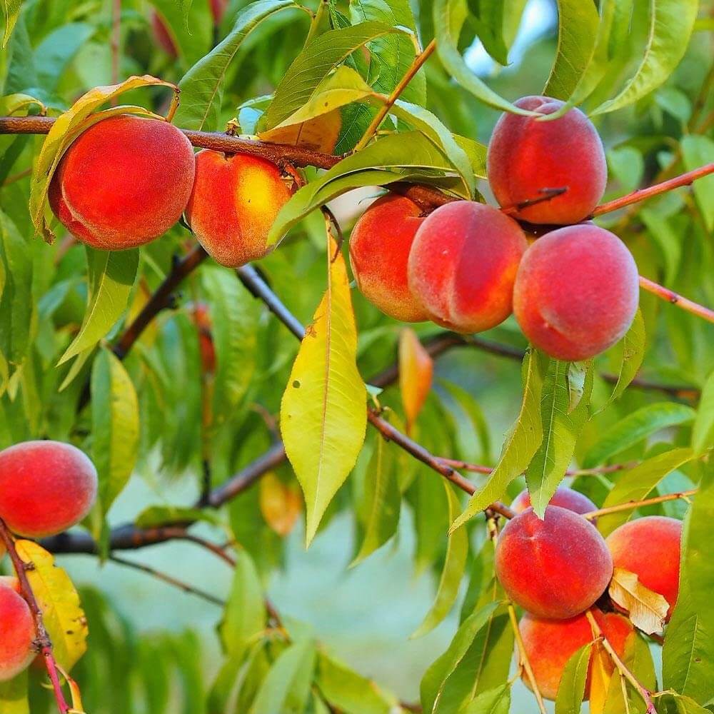 Dwarf Peach Seeds - Fruit Plant