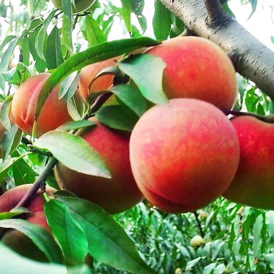 Dwarf Peach Seeds - Fruit Plant