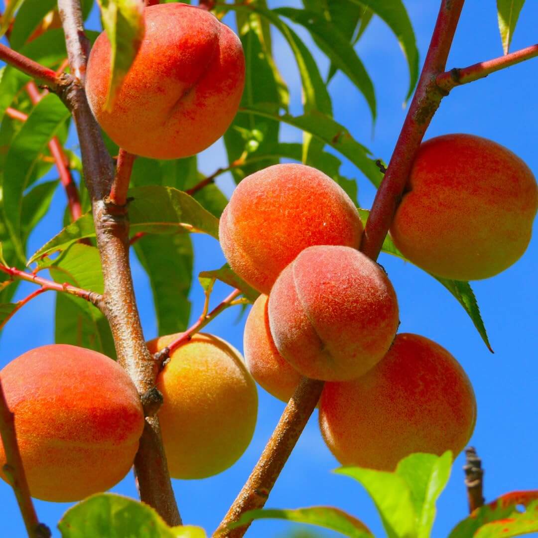 Dwarf Peach Seeds - Fruit Plant