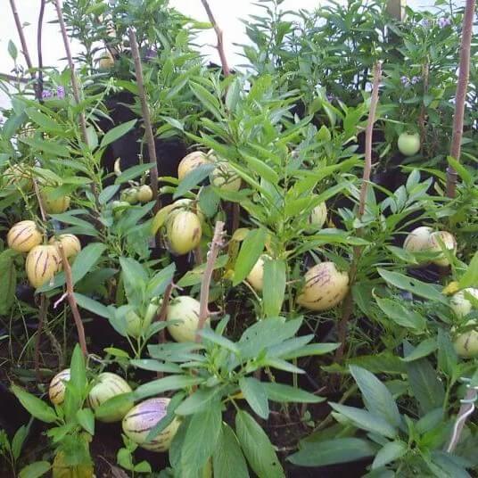 Dwarf Pepino Plant Seeds