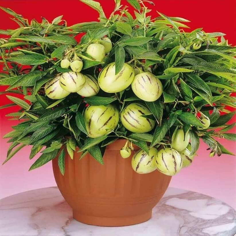Dwarf Pepino Plant Seeds