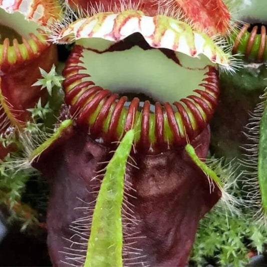 Dwarf Pitcher Plant Seeds – Carnivorous Plant Seeds for Home Gardens