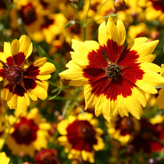  Dwarf Plains Coreopsis seeds