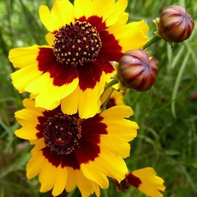  Dwarf Plains Coreopsis seeds