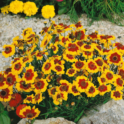  Dwarf Plains Coreopsis seeds