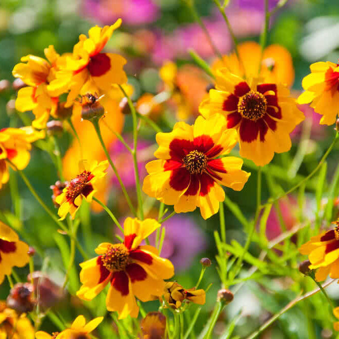  Dwarf Plains Coreopsis seeds