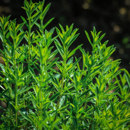 Dwarf Savory Seeds