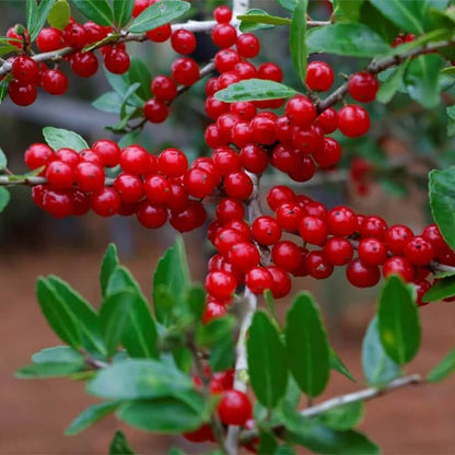Dwarf Yaupon Holly Seeds