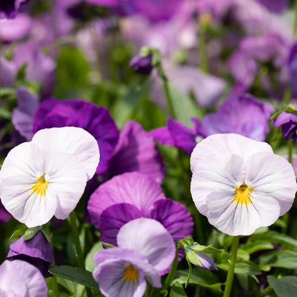 Dynamite Pansy Seeds