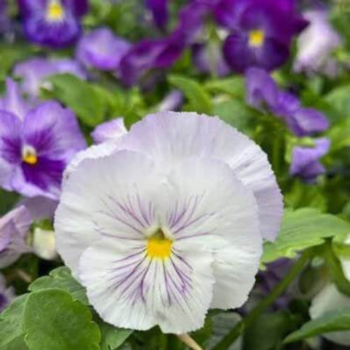 Dynamite Pansy Seeds