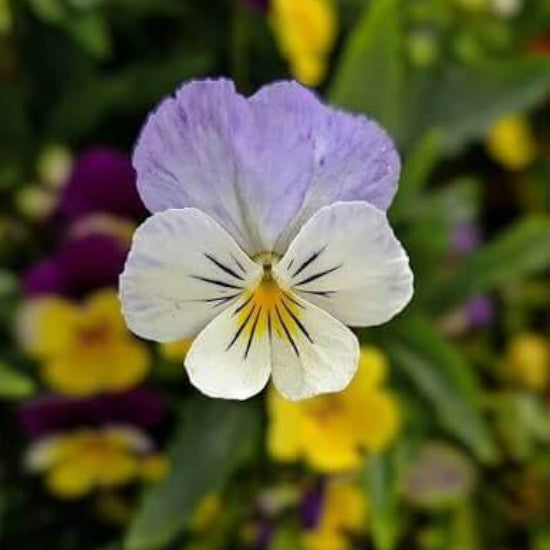 Dynamite Pansy Seeds