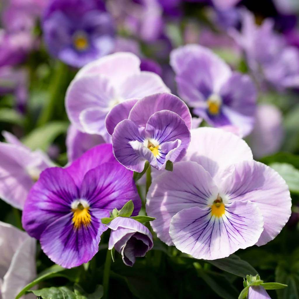 Dynamite Pansy Seeds