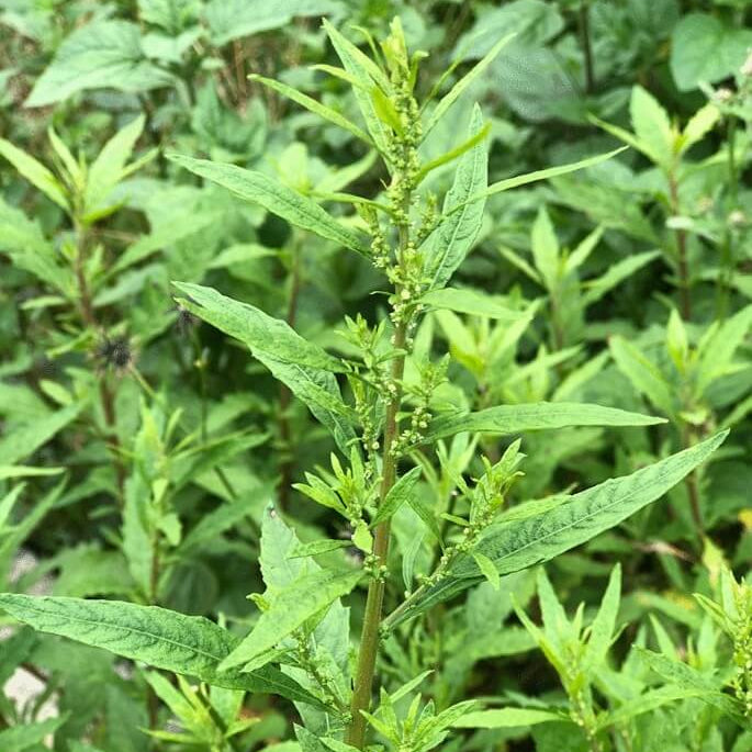 Dysphania ambrosioides Epazote Seeds