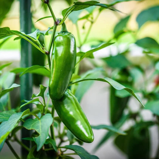 Early Jalapeño Pepper Seeds - Vegetable Plant
