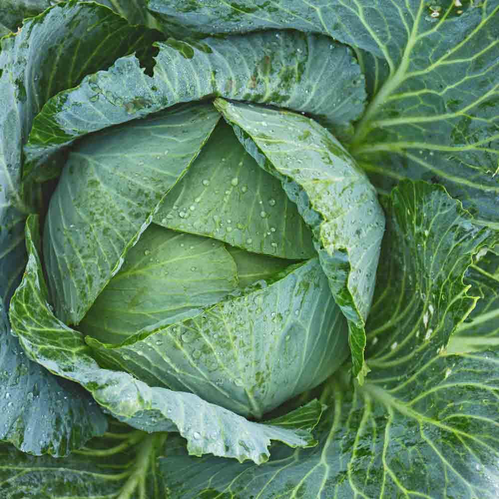Early Jersey Wakefield cabbage seeds - Vegetable Plant