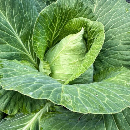 Early Jersey Wakefield cabbage seeds - Vegetable Plant