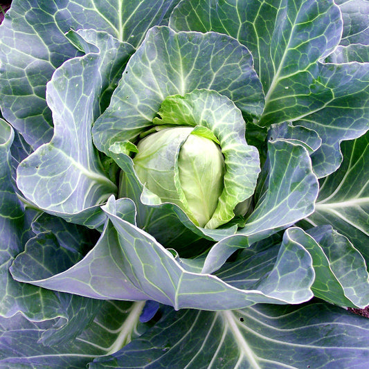 Early Jersey Wakefield cabbage seeds - Vegetable Plant