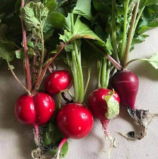 Early Scarlet Globe Radish Seeds 