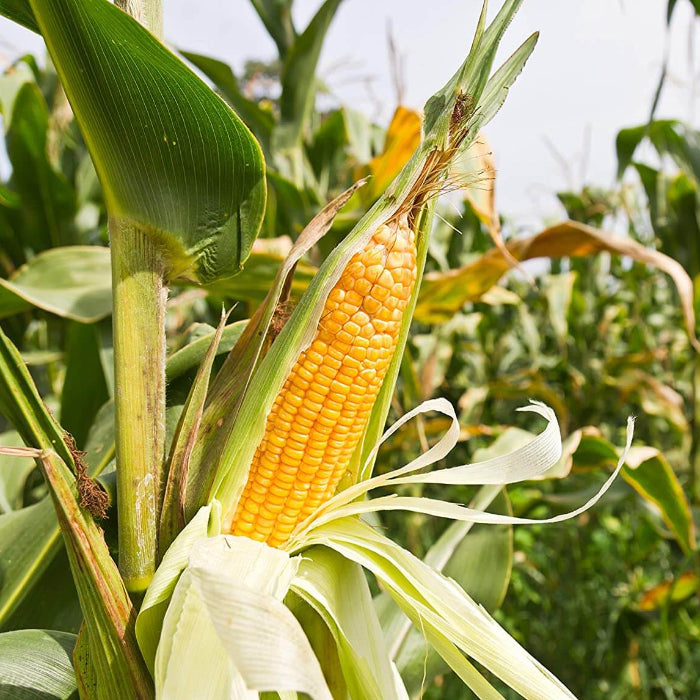 Early Sunglow Sweet Corn Seeds - Vegetable Plant