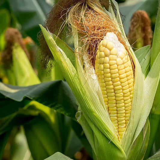 Early Sunglow Sweet Corn Seeds - Vegetable Plant