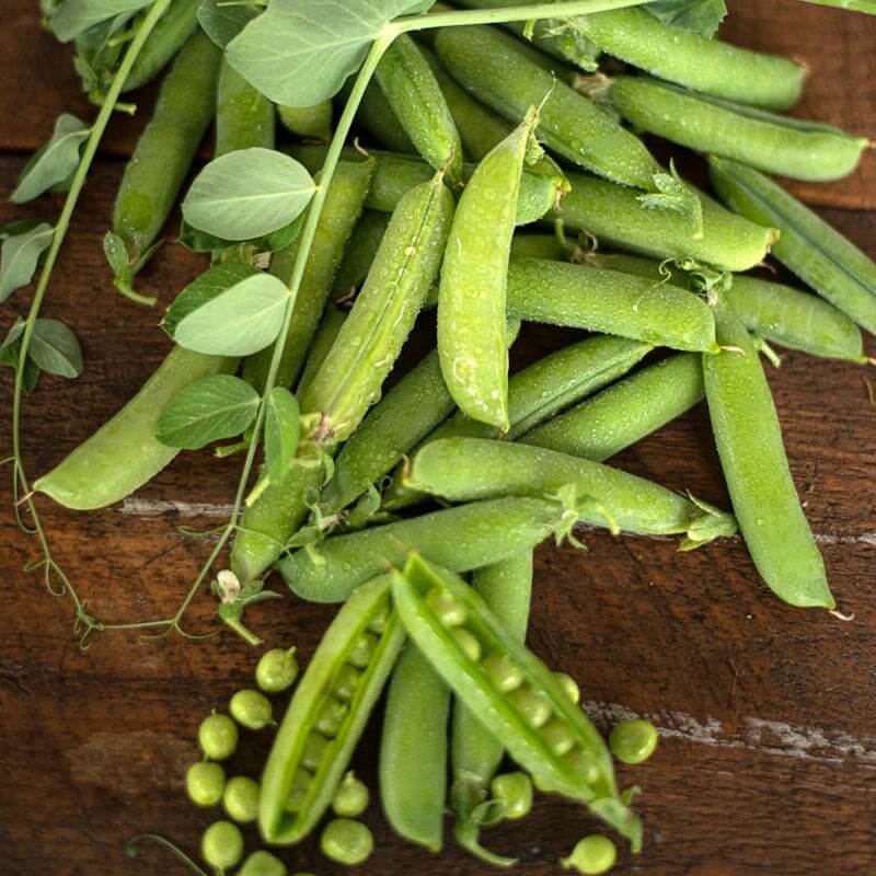 Early frosty pea seeds - Vegetable Plant