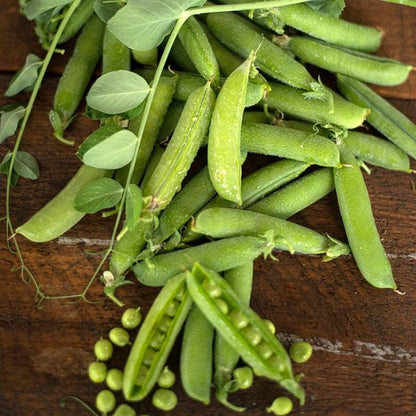 Early frosty pea seeds - Vegetable Plant