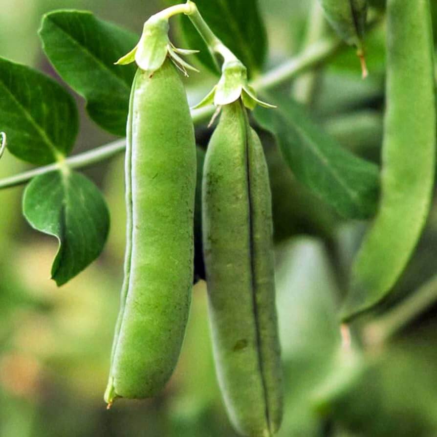 Early frosty pea seeds - Vegetable Plant