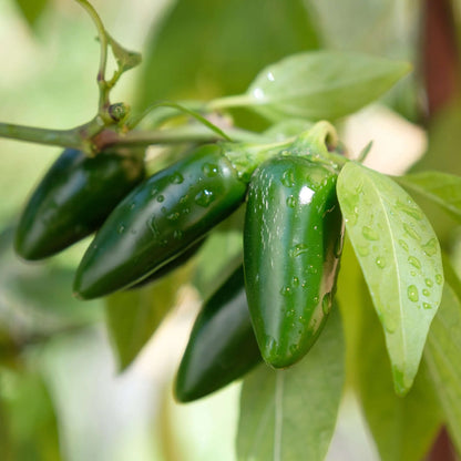 Early jalapeno seeds - Vegetable Plant