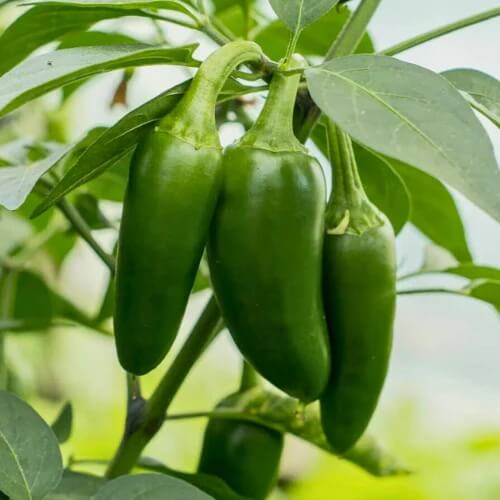 Early jalapeno seeds - Vegetable Plant
