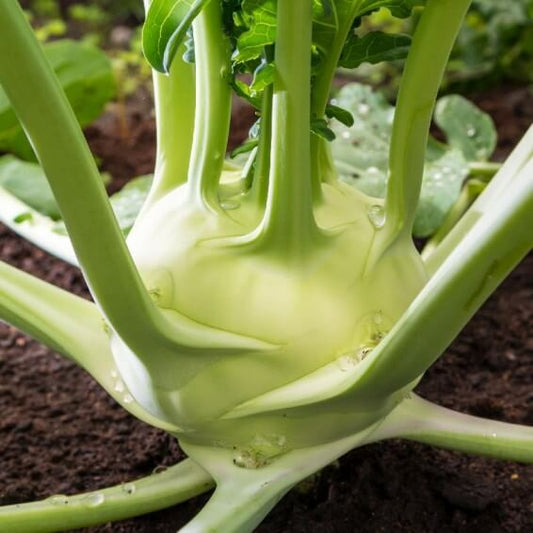 Early white vienna kohlrabi seeds - Vegetable Plant
