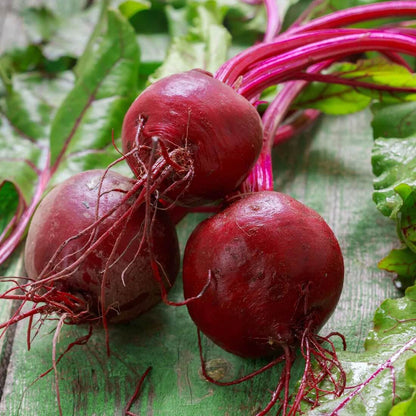 Early wonder beet seeds - Vegetable Plant