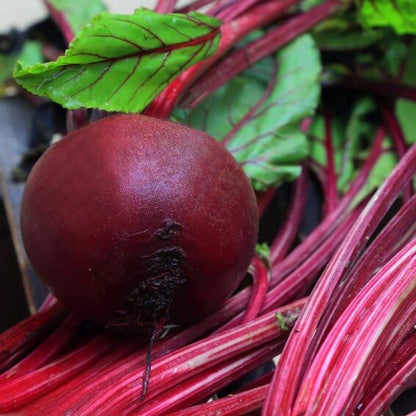 Early wonder beet seeds - Vegetable Plant