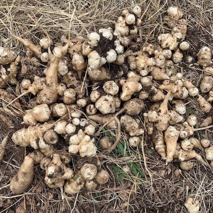 Earth Apple Seeds