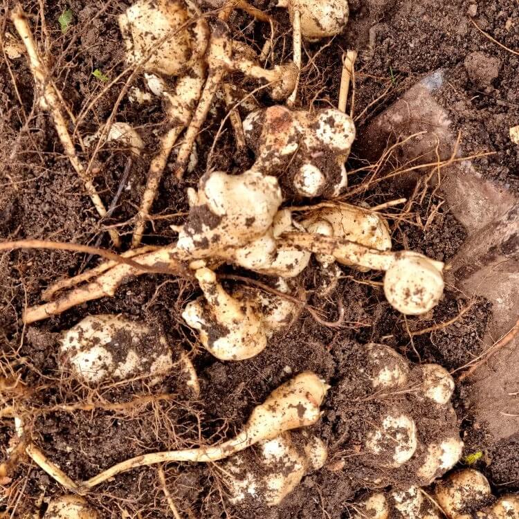 Earth Apple Seeds