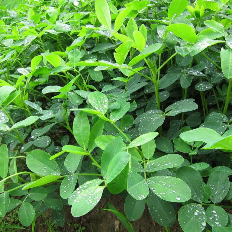 Earthnut Seeds